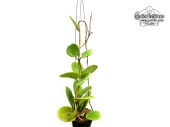 Hoya obovata (Habitus) - Currlin Orchideen