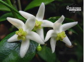 Hoya odorata (Currlin Orchideen)