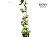 Hoya ovalifolia (Habitus) - Currlin Orchideen