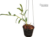 Hoya pandurata (Habitus) - Currlin Orchideen