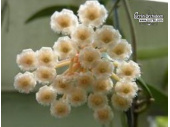 Hoya parviflora - Currlin Orchideen