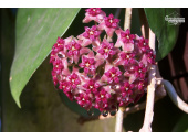 hoya purpureofusca currlin orchideen