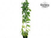 Hoya rubida (Habitus) - Currlin Orchideen