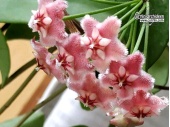 Hoya sp. aff. pubicalyx 'Pink Dragon' (Flowers) - Currlin Orchideen