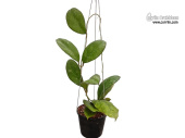 Hoya sp. AH 041 (Habitus) - Currlin Orchideen