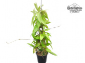 Hoya sp. Ambon (Habitus) - Currlin Orchideen