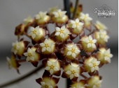 Hoya sp. Bahoi (aff. finlaysonii) von Currlin Orchideen