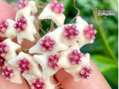 Hoya sp. Chiang Dao (Flowers) - Currlin Orchideen