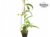 Hoya sp. Loei (Habitus) - Currlin Orchideen