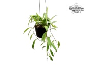 Hoya sp. Pola (Habitus) - Currlin Orchideen