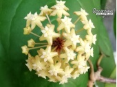 Hoya surigaoensis EG 00897 (Flowers) - Currlin Orchideen