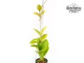 Hoya surigaoensis EG 00897 (Habitus) - Currlin Orchideen