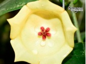 Hoya wallichii - Currlin Orchideen