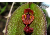 Lepanthes gargoyla (Currlin Orchideen)