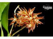 macradenia multiflora currlin orchideen
