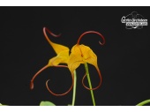 masdevallia triangularis currlin orchideen