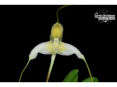 masdevallia xanthina2 currlin orchideen