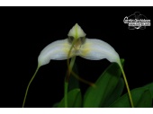 masdevallia xanthina currlin orchideen