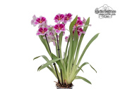 Miltoniopsis Pink Paint (Habitus) - Currlin Orchideen