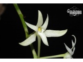 mystacidium capense currlin orchideen