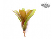 Neoregelia Hybride (klein/small) - Currlin Orchideen