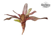 Neoregelia 'Red Waif' - Currlin Orchideen