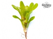 Neoregelia rubrifolia 'compacta' - Currlin Orchideen