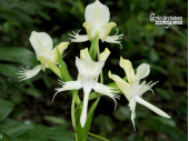 Pecteilis susannae - Currlin Orchideen