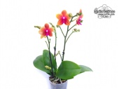 Phalaenopsis Bronze Buddha - Currlin Orchideen