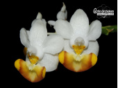 Phalaenopsis lobbii f. flava x self - Currlin Orchideen