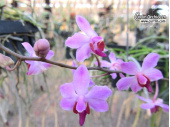 phalaenopsis pulcherrima var regnieriana currlin orchideen