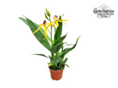 Prosthechea Goldstern - Currlin Orchideen
