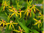 Prosthechea Goldstern - Currlin Orchideen