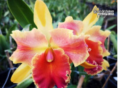 Rhyncholaeliocattleya Amazing Thailand 'Rainbow' - Currlin Orchideen