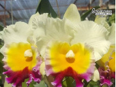 Rhyncholaeliocattleya Song Khwae Charming - Currlin Orchideen