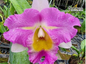 Rhyncholaeliocattleya STK Song - Currlin Orchideen