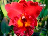 Rhyncholaeliocattleya Sun Bloom - Currlin Orchideen