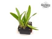 Rhyncholaeliocattleya Tetra Lips (Habitus) - Currlin Orchideen