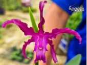 Schomburgkia Hybride 'Dark Purple' - Currlin Orchideen
