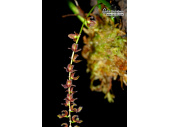 Stelis ciliaris (Habitus) von Currlin Orchideen