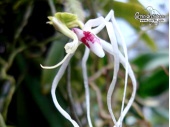 Thrixspermum leucarachne - Currlin Orchideen