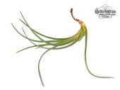 Tillandsia albertiana (Habitus) - Currlin Orchideen
