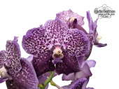 Vanda Aubergine - Currlin Orchideen
