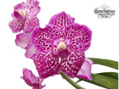 Vanda Big Pink - Currlin Orchideen
