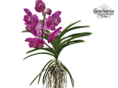 Vanda Big Pink (Habitus) - Currlin Orchideen