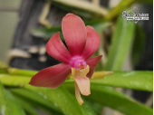 Vanda Joannah's Delight x curvifolia - Currlin Orchideen