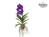 vanda_mikasa_blue_im_tontopf2_currlin_orchideen