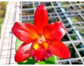 Cattlianthe Ploenpit Fantasy 'Jairak' -  Currlin Orchideen