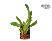 Dendrochilum pulcherrimum (Habitus) - Currlin Orchideen