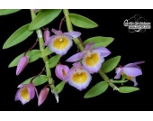 Dendrobium loddi 4cdafbf597859